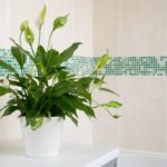 Le piante da interno per arredare il bagno