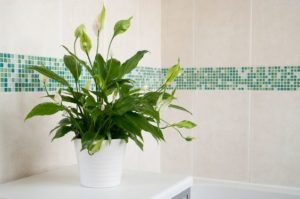 Le piante da interno per arredare il bagno